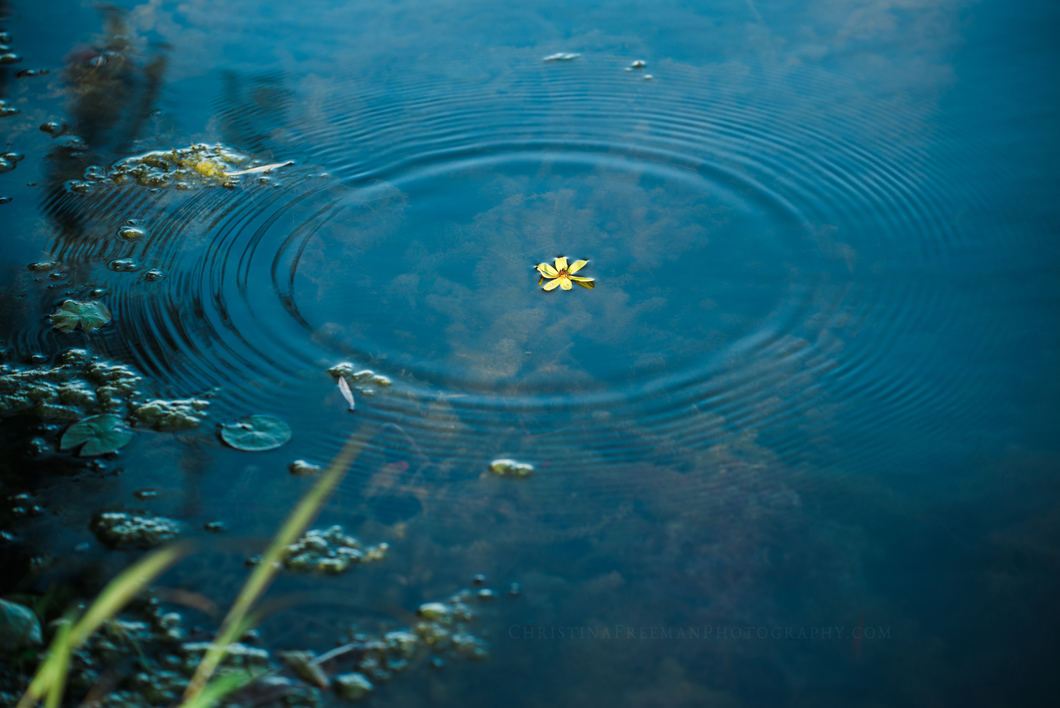 Throwing flowers in the water.